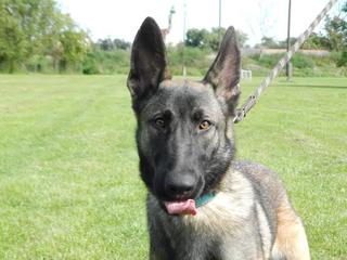 Frida, Malinoishündin, geb. ca. Januar 2015 23407196qh