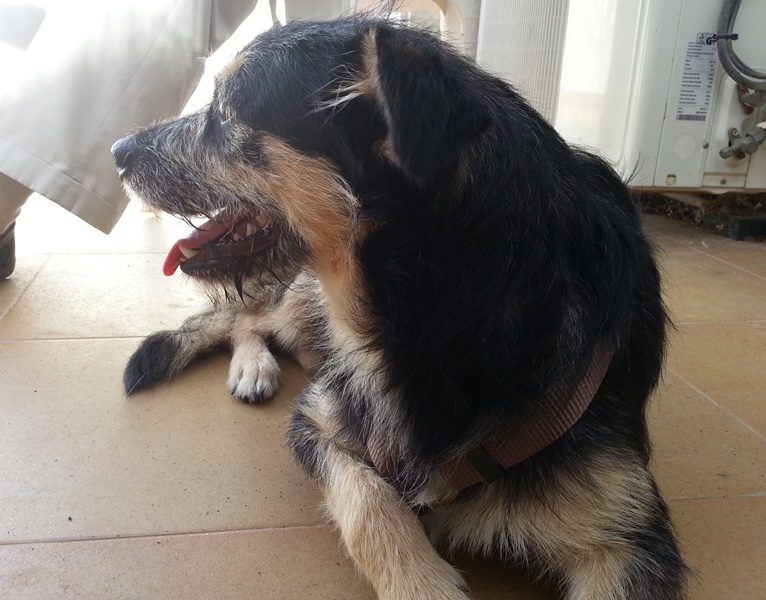 Bildertagebuch - Nepomuk, der verschmuste, braun-schwarzer Terrier Mischling...in Spanien sein ZUHAUSE GEFUNDEN! 23414196to