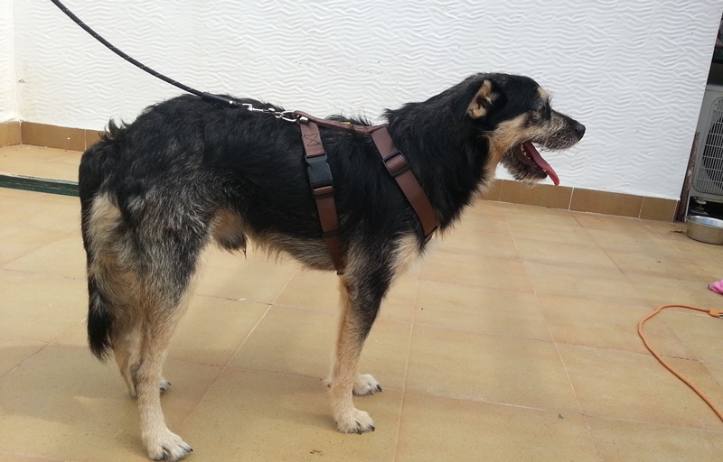 Bildertagebuch - Nepomuk, der verschmuste, braun-schwarzer Terrier Mischling...in Spanien sein ZUHAUSE GEFUNDEN! 23414213yn