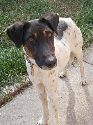 Nelson, Foxterriermischlingsrüde, geb. ca. September 2013 23572407eh