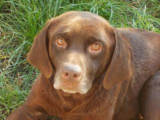 Bruty, Labradormischlingsrüde, geb. ca. Oktober 2007 23624073uv