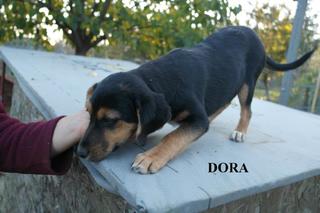 Dora hat ein neues Zuhause gefunden 23625751na