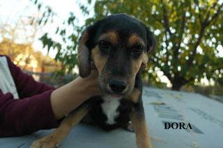 Dora hat ein neues Zuhause gefunden 23625753cs