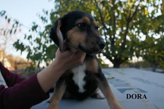 Dora hat ein neues Zuhause gefunden 23625754jc