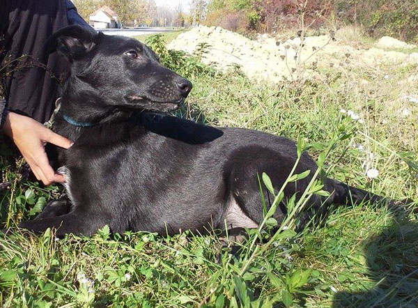 Marley (ehem. Toto) - lieber NOTFALL in Österreich sucht dringend! 23658105mh