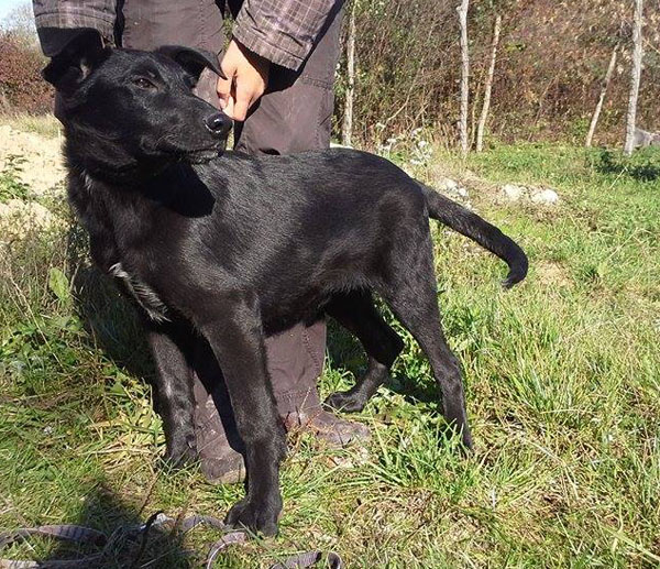 Marley (ehem. Toto) - lieber NOTFALL in Österreich sucht dringend! 23658106dr