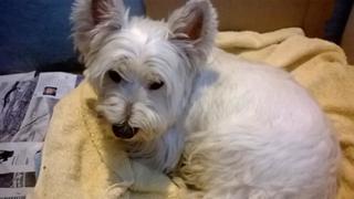 Lilli, Westiehündin, geb. ca. Dezember 2008 23684644ak