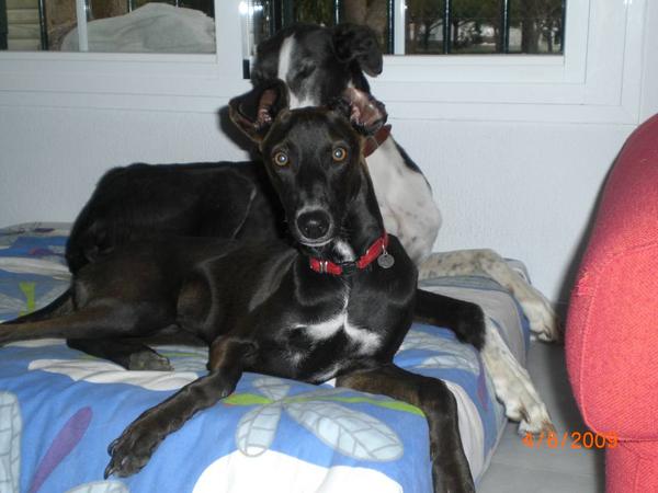 Galgowelpe Clooney aus Andalusien sucht dringend ... 2372045