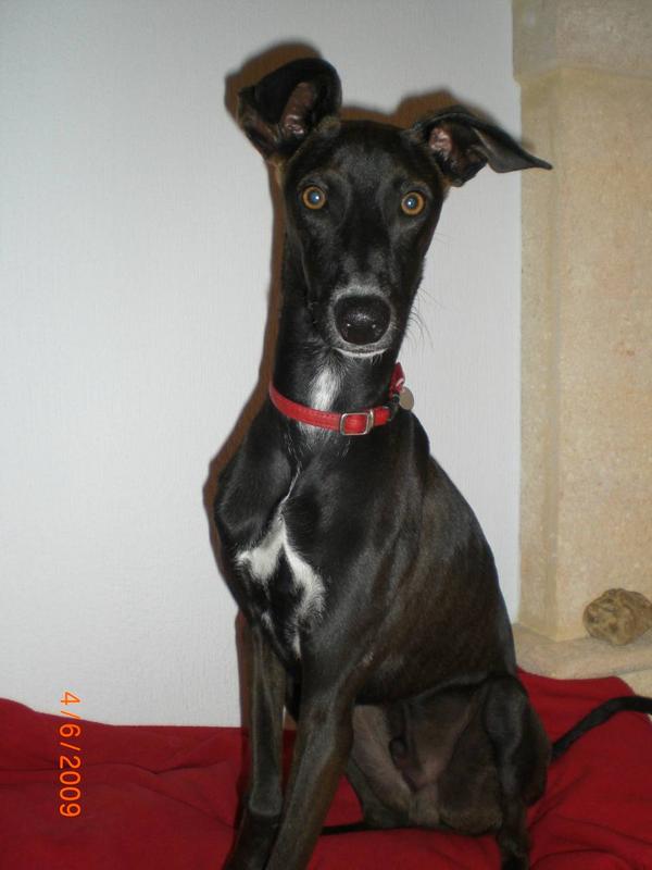 Galgowelpe Clooney aus Andalusien sucht dringend ... 2372046