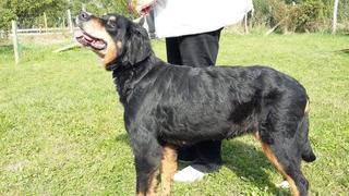 Maci, Berner-Sennhund-Mischlingshündin, geb, ca. Juni 2008 23755209tm