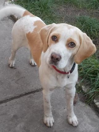 Roni, Beaglemischlingshündin, geb. ca. Februar 2014 23763338nz