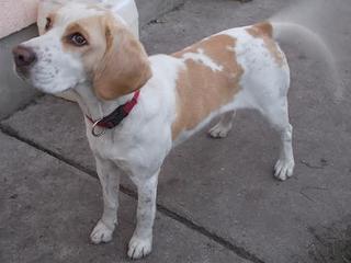 Roni, Beaglemischlingshündin, geb. ca. Februar 2014 23763351se