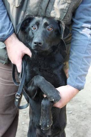 Axi, Labradormischlingsrüde, geb. ca. September 2014 23801306zc