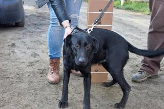 Axi, Labradormischlingsrüde, geb. ca. September 2014 23801309ct