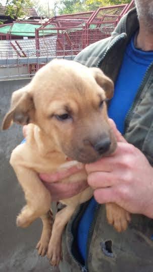 Benita, Shar-Pei-Mischlingshündin, geb. ca. Juli 2015 23801376kf