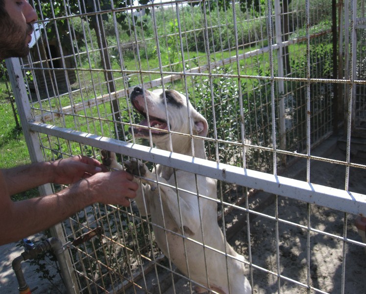 Pete the Pup- ein herzensguter Staff-Mischlingsrüde sucht seit Sommer 2015... 23866832vt