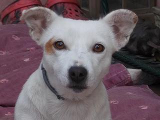 Lilli, Jack-Russel-Mischlingshündin, geb. ca. Oktober 2010 23886031cp