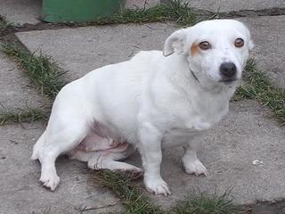 Lilli, Jack-Russel-Mischlingshündin, geb. ca. Oktober 2010 23886032nq