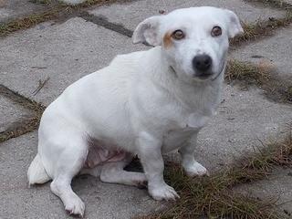 Lilli, Jack-Russel-Mischlingshündin, geb. ca. Oktober 2010 23886033tg