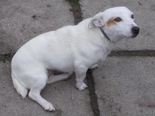 Lilli, Jack-Russel-Mischlingshündin, geb. ca. Oktober 2010 23886034zs