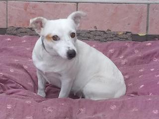 Lilli, Jack-Russel-Mischlingshündin, geb. ca. Oktober 2010 23886035px