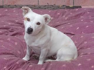 Lilli, Jack-Russel-Mischlingshündin, geb. ca. Oktober 2010 23886036vr