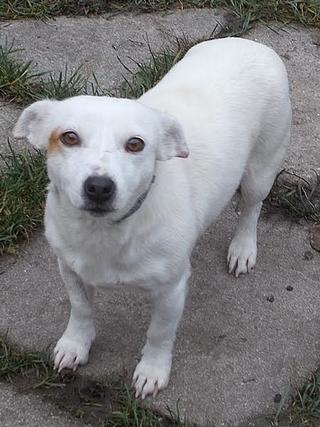 Lilli, Jack-Russel-Mischlingshündin, geb. ca. Oktober 2010 23886037zp