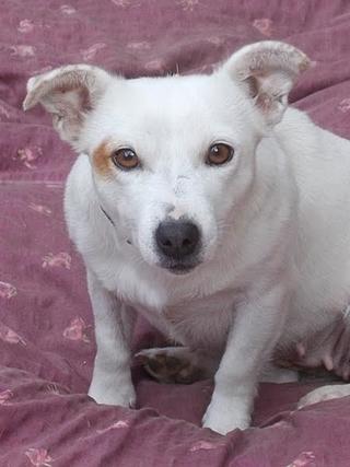 Lilli, Jack-Russel-Mischlingshündin, geb. ca. Oktober 2010 23886039dm