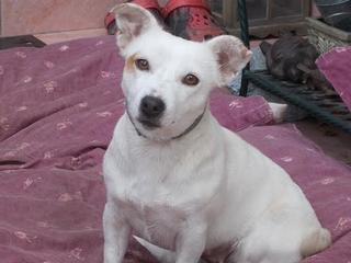 Lilli, Jack-Russel-Mischlingshündin, geb. ca. Oktober 2010 23886054xu