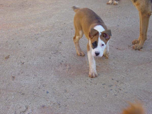 Berget Welpe Boxermix sucht PS oder ES 2397870