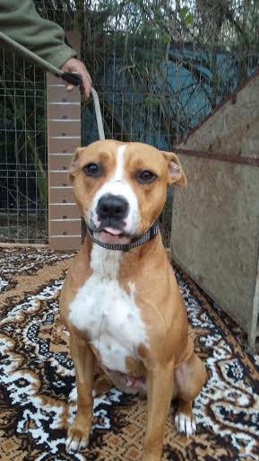 Bella, Staffordmischlingshündin, geb. ca. 2014 24162482wa