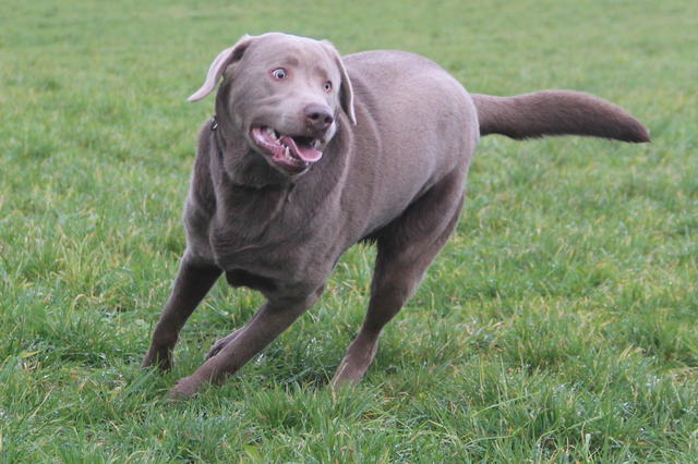 Labrador BOB aus Luxemburg sucht ... 24180896js