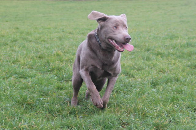 Labrador BOB aus Luxemburg sucht ... 24180897nt