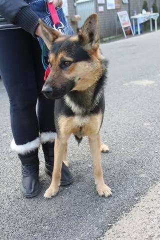 Athos, Schäferhundmischlingsrüde, geb. ca. Januar 2015 24218596ey