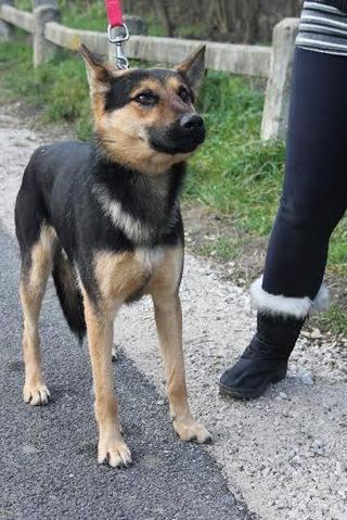 Athos, Schäferhundmischlingsrüde, geb. ca. Januar 2015 24218597xv