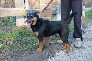 Gusti, Schäferhundmischlingsrüde, geb. ca. Mai 2015 24218681rf