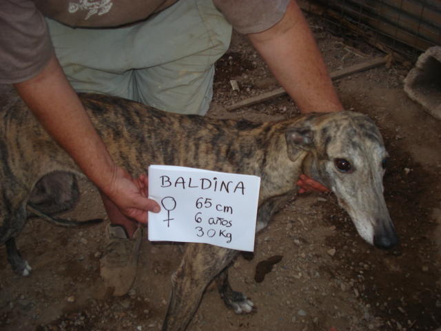 Baldina Galga sucht PS oder ES 2422004