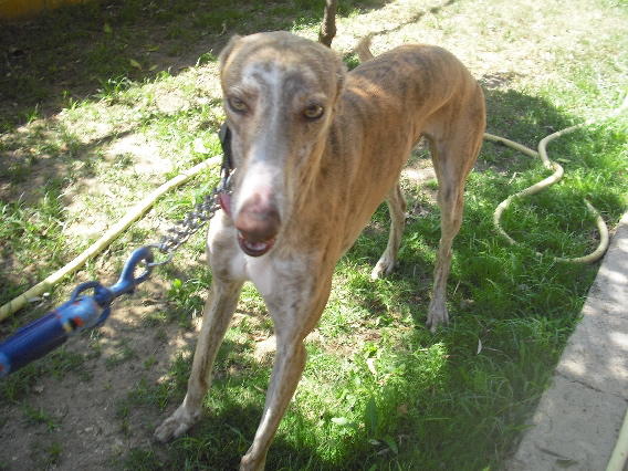 Galgo Sandalo aus Andalusien sucht ... -Galgo-Lovers- 2426805