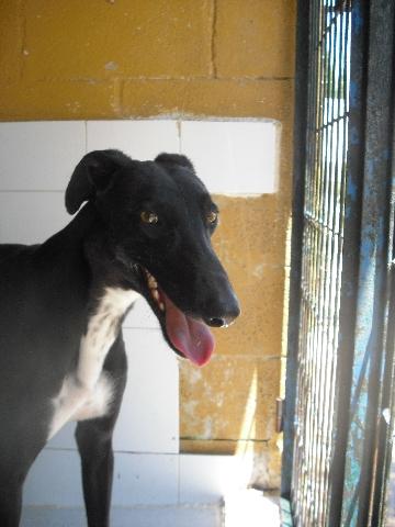 Galgo Mauro aus Andalusien sucht ... -Galgo-Lovers- 2426808