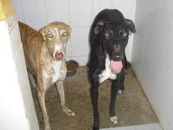 Galgo Mauro aus Andalusien sucht ... -Galgo-Lovers- 2426810