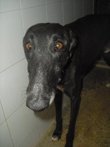 Galgo Furia aus Andalusien sucht ... -Galgo-Lovers- 2427393