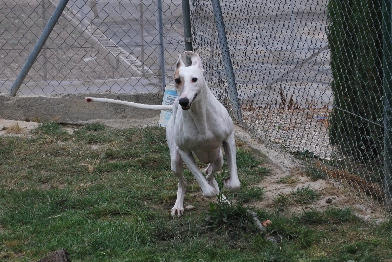 Galgo Inti aus Andalusien sucht ... -Galgo-Lovers- 2427396