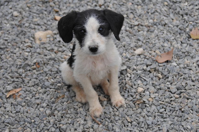 Mischlingswelpe MOANA aus San Anton sucht ... 24318811cf