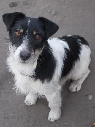 Turbo, Foxterriermischlingsrüde, geb. ca. Juli 2014 24328295pi