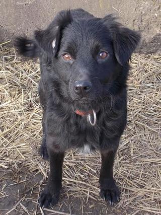 Bella ist über die Regenbogenbrücke gegangen 24346498pi