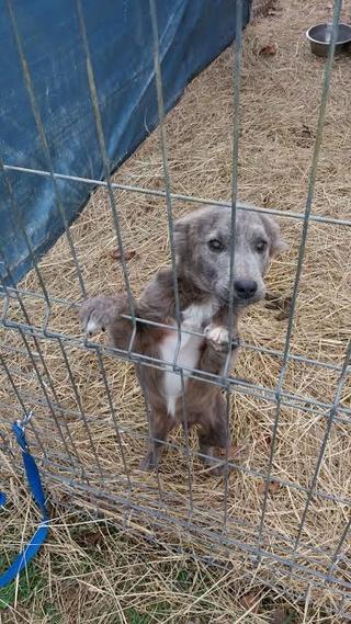 Loki (Karmi), Mischlingsrüde, geb. ca. August 2015 24406878qo