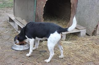 Kendra, Mischlingshündin, geb. ca. Juni 2013 24442360lh