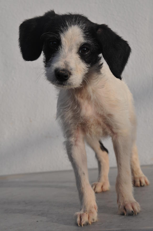 Mischlingswelpe MOANA aus San Anton sucht ... 24443364fc