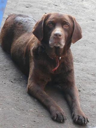 Bruty, Labradormischlingsrüde, geb. ca. Oktober 2007 24633950nn