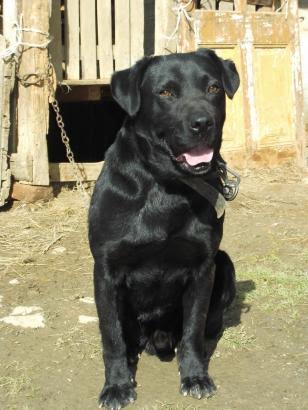 Dingo, Labradormischlingsrüde, geb. ca. April 2009 24656059um